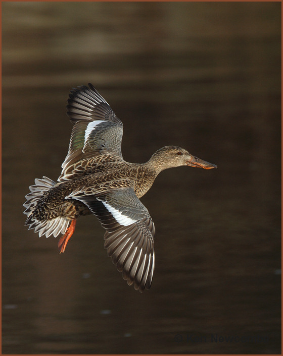 Northern Shoveler
